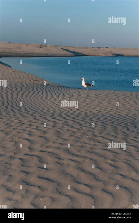 Las Dunas De Arena La Costa La Laguna Ojo De Liebre Scammon Laguna