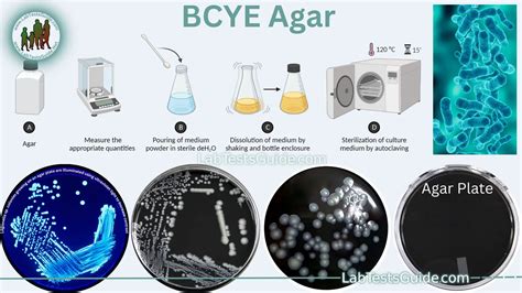 Bcye Agar Huge Inventory Brunofuga Adv Br