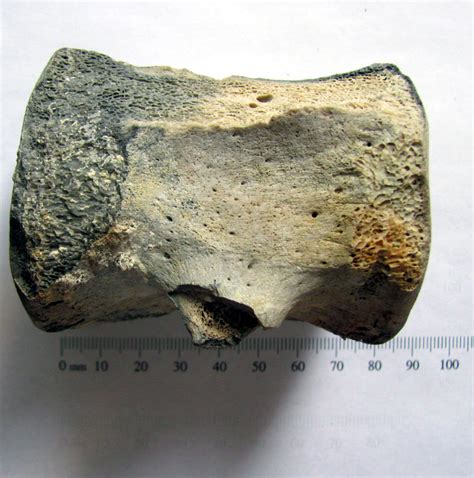 Odontoceti VERTEBRA 1.jpg - Members Gallery - The Fossil Forum