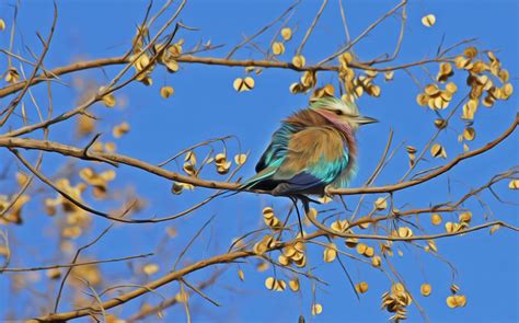 Kostenlose foto Ast Vogel Blume Tier niedlich Tierwelt Frühling