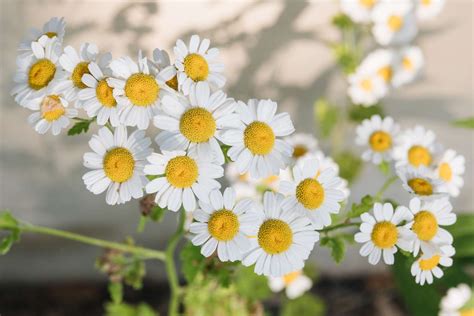 How To Grow Chamomile A Comprehensive Beginner S Guide