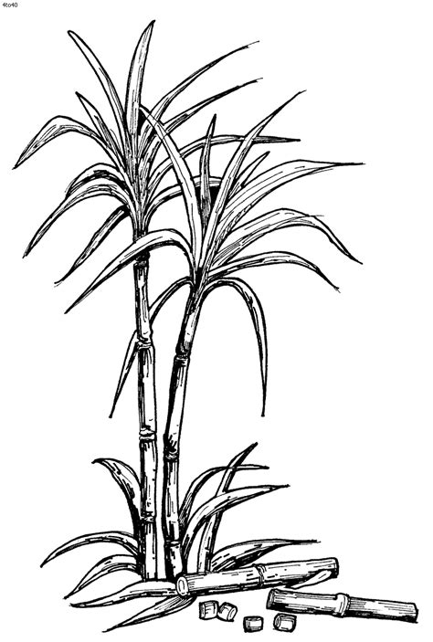 sugarcane.gif (800×1187) Easy Drawings Sketches, Chibi Drawings, Tattoo Sketches, Plant Drawing ...