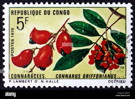 Congo Circa A Stamp Printed In Congo Shows Connarus