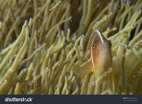 Colorful Clown Fish Looking You Cebu Stock Photo Shutterstock