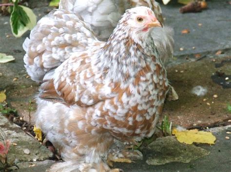 poule bantam de pekin porcelaine bleu rouge agée de 5 mois Vente