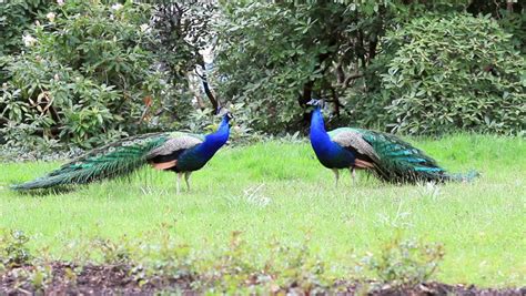 Four Peacocks Fighting Each Other Stock Footage Video 19790605