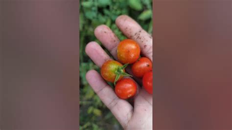 फ्रेश टोमॅटो 🍅 एक प्रवास शेतीचा Farming Shorts Tomato Youtube