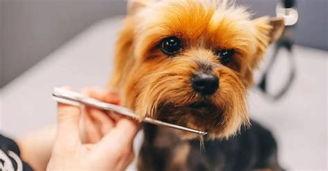 How To Groom A Fluffy Dog 5 Best Pro Tips From An Expert Groomer 2025