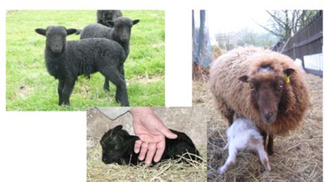 Sheep Breeds Flashcards Quizlet