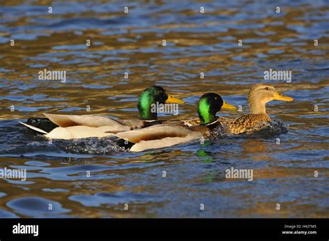 Lake Mallards Anas Platyrhynchos Male Two Trace Females Drakes