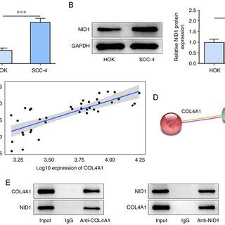 Col A Interacts With Nid In Oral Squamous Cell Carcinoma Cells A