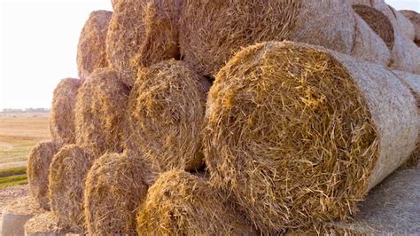 Premium Photo Many Twisted Dry Wheat Straw In Roll Bales On Field