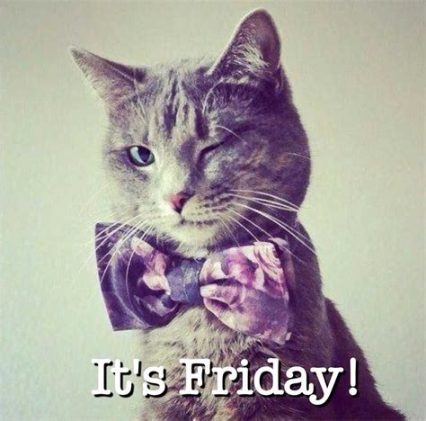 Happy Friday Cat Meme Discover more interesting Animal, Cat, Friday ...