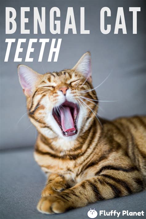 Do Bengal Cats Teeth Catsinfo