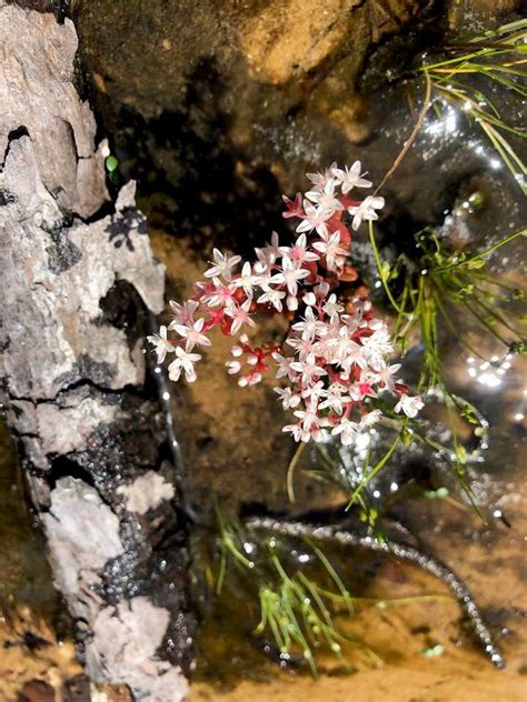 Elf Orpine Flowers - Encyclopedia of Alabama