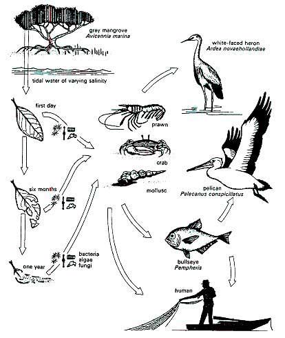 Food Chains and Webs - The Mangrove Ecosystem