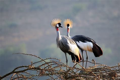 Florida Cranes Pictured Sheltering From Hurricane in 'Nice Safe Bathroom' - Newsweek