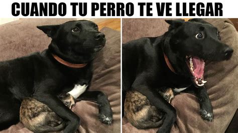 MEMES DE PERRITOS Y GATITOS 3 YouTube