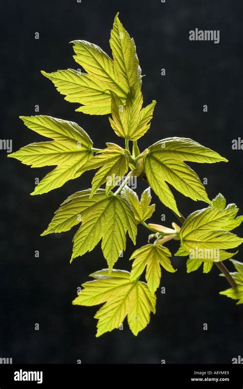 New Sycamore Leaves Acer Pseudoplatanus Stock Photo Alamy