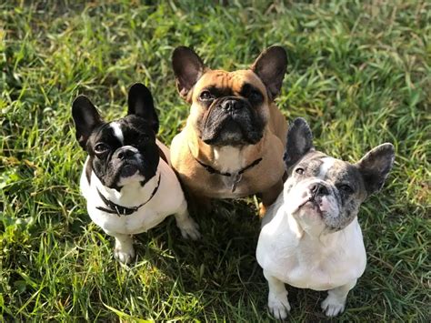 Top 6 French Bulldog Breeders in Connecticut