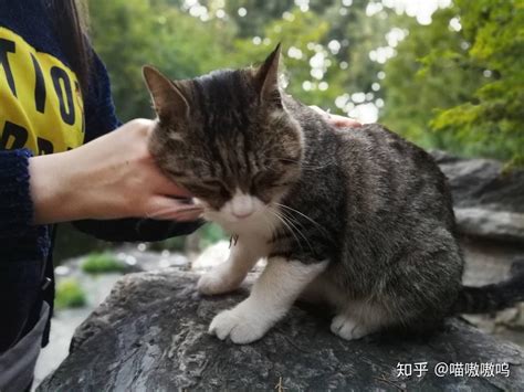 养猫的你们的猫从哪里来的？ 知乎