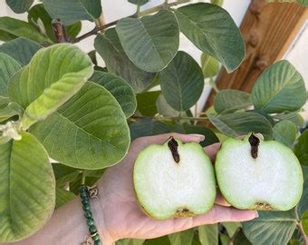 Seedless Guava Tree Etsy