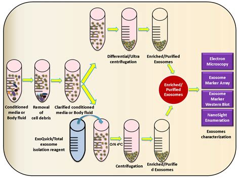 Viruses Free Full Text Exosomes And Their Role In The Life Cycle