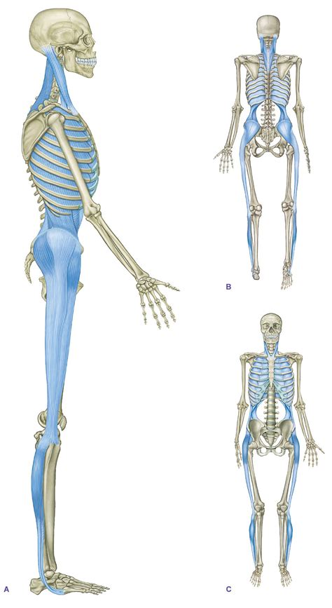 Myofascial Anatomy