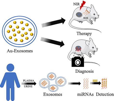 Frontiers The Applications Of Gold Nanoparticles In The Diagnosis And Treatment Of