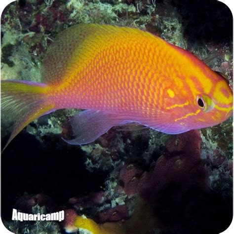 Anthias Sunburst Serranocirrhitus Latus Aquaricamp Loja De Aquários