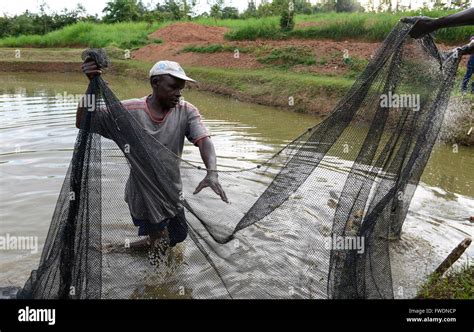 KENYA Kisumu Tilapia Fish Farming In Pond Man Catch Tilapia Fish