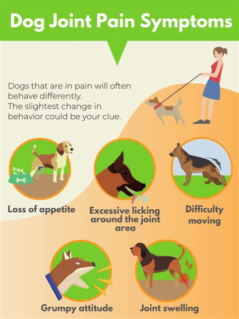 Arthritis in Dogs: 5 Potent Ways To Treat Dog Joint Pain | RestoraPet