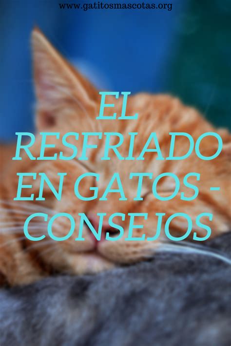 Pin En Salud De Los Gatos