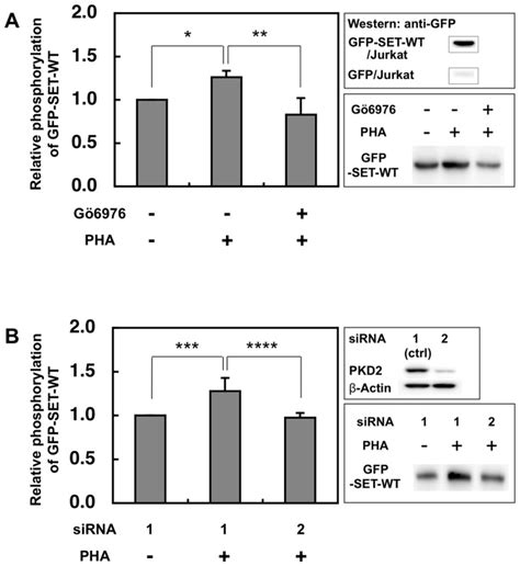 A After Jurkat Cells Expressing Gfp Set Were Stimulated By Pha 2