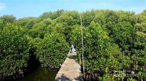 10 Manfaat Hutan Mangrove Atau Bakau Bagi Kehidupan