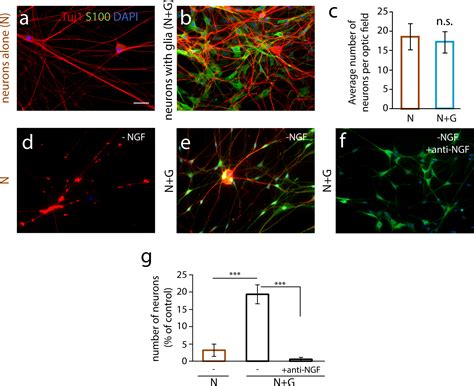 Satellite Glial Cells