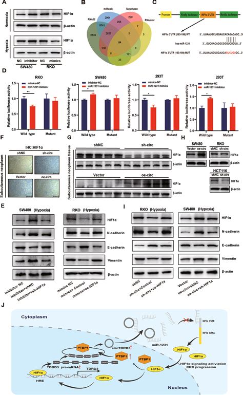 CircTDRD3 modulated the miR 1231 direct target HIF1α A Western blot