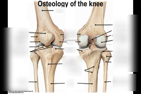 Knee Joint Bone Aspects Diagram Quizlet