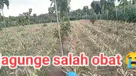 ANEH JAGUNG SALAH OBAT MASA IYA INI YouTube