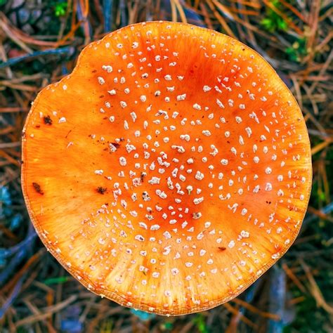 Premium Photo Amanita Muscaria Red Poisonous Fly Agaric Mushroom In