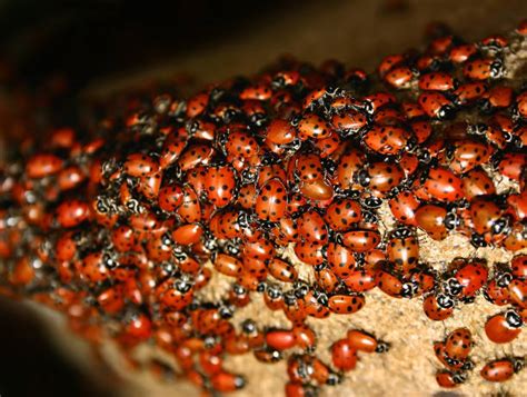 Ladybird Swarm Stock Photos Pictures And Royalty Free Images Istock