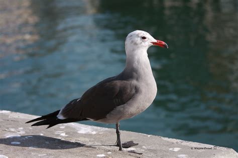 Heermann S Gull Larus Heermanni Photographed The Heerman Flickr