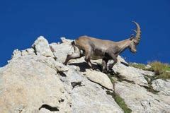 Alpine Ibex Stock Photos - Image: 18078853