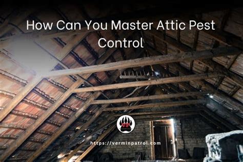 How Can You Master Attic Pest Control The Vermin Patrol