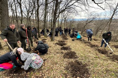 FOTO VIDEO Peste 300 de copaci plantați de angajații companiei