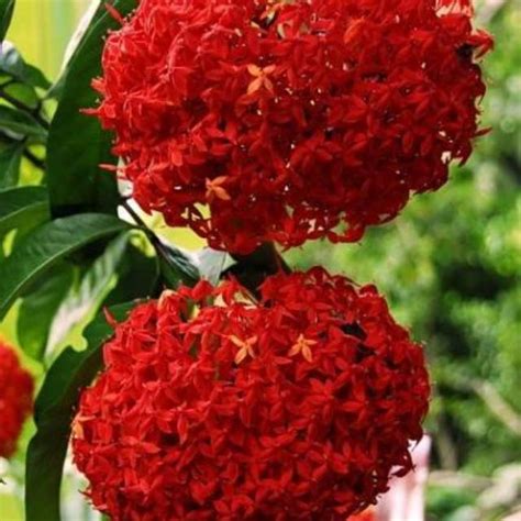 Tanaman Hias Bunga Asoka Soka Warna Merah Dwarf Red Ixora Plant