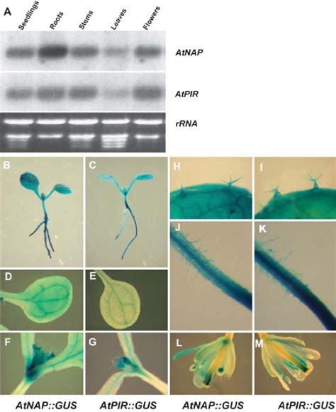 Expression Patterns Of AtNAP And AtPIR Genes A Northern Blot Analysis