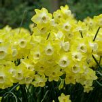 Narcissus 'Regeneration' | White Flower Farm