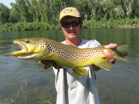 Brown Trout Fishing In Michigan Troutster Fly Fishing Tips And