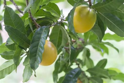 Frutas Brasileiras Que V O Te Surpreender